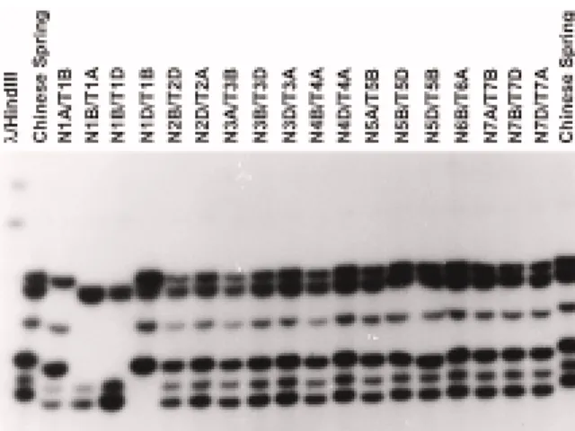 Figure 2. Southern blot hybridization of HindIII-digested genomic DNA extracted from different plant species probed with pLRK10-A.