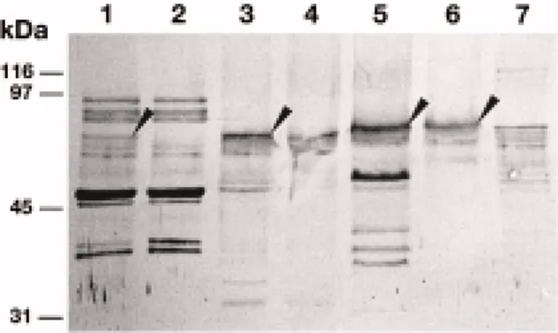 Figure 8. Association of the LRK10 protein with the plasma mem- mem-brane in wheat leaves
