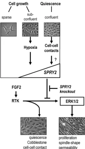 Fig. 7 A working model for the regulation of Spry2-dependent endothelial quiescence and integrity