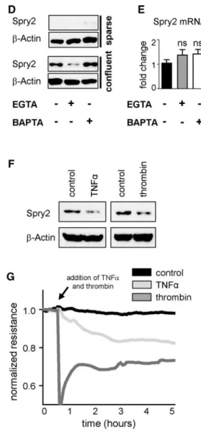Fig. 5 Disruption of cell–cell contacts decrease Spry2 protein levels.