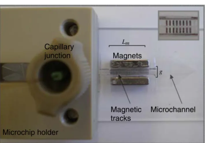 Fig. 1 Top-view of the microchip with magnetic tracks. The micro- micro-channel (100 μ m wide, 50 μ m deep, 4 cm long) is positioned in a holder with a capillary connection fittings
