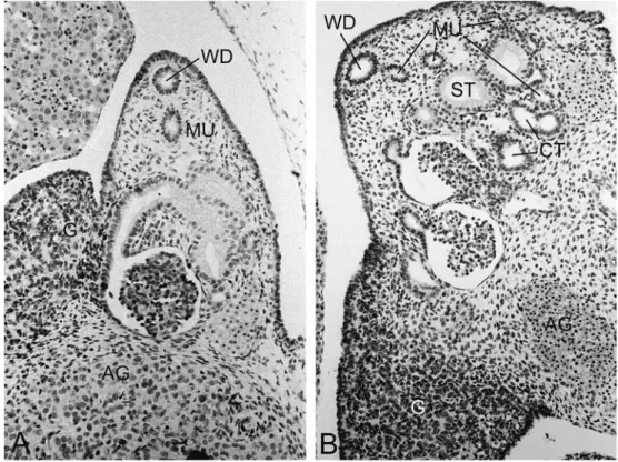 Fig. 5 Embryo MJSp. 8.11.40, 15 mm CRL (stage 18).
