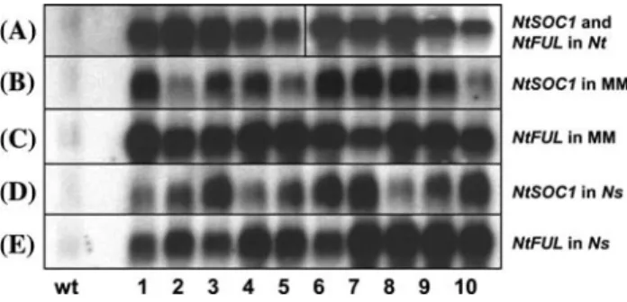 Fig. 4 Expression levels of 35S::NtSOC1 and 35S::NtFUL in differ- differ-ent Nicotiana varieties