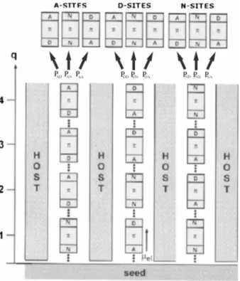 Fig. 1 Schematic representation of the host–guest lattice growing along the channel axis