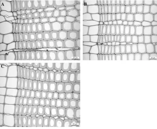 Fig. 7 Transverse sections of Norway spruce wood: (A) sample A from France/(B) sample B from Switzerland/(C) control sample