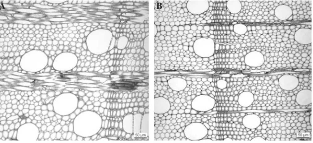 Fig. 8 Transverse sections of sycamore showing typical features of diffuse porous wood