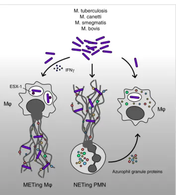 Fig. 2 Neutrophils and macrophages cooperate in order to confront mycobacterial infections