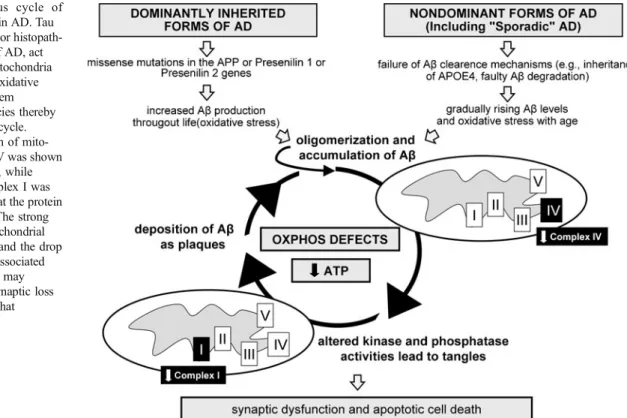 Fig. 1 The vicious cycle of bioenergetic defects in AD. Tau and Aβ, the two major  histopath-ological hallmarks of AD, act synergistically on mitochondria inducing amplified oxidative phosphorylation system (OXPHOS) deficiencies thereby triggering a viciou