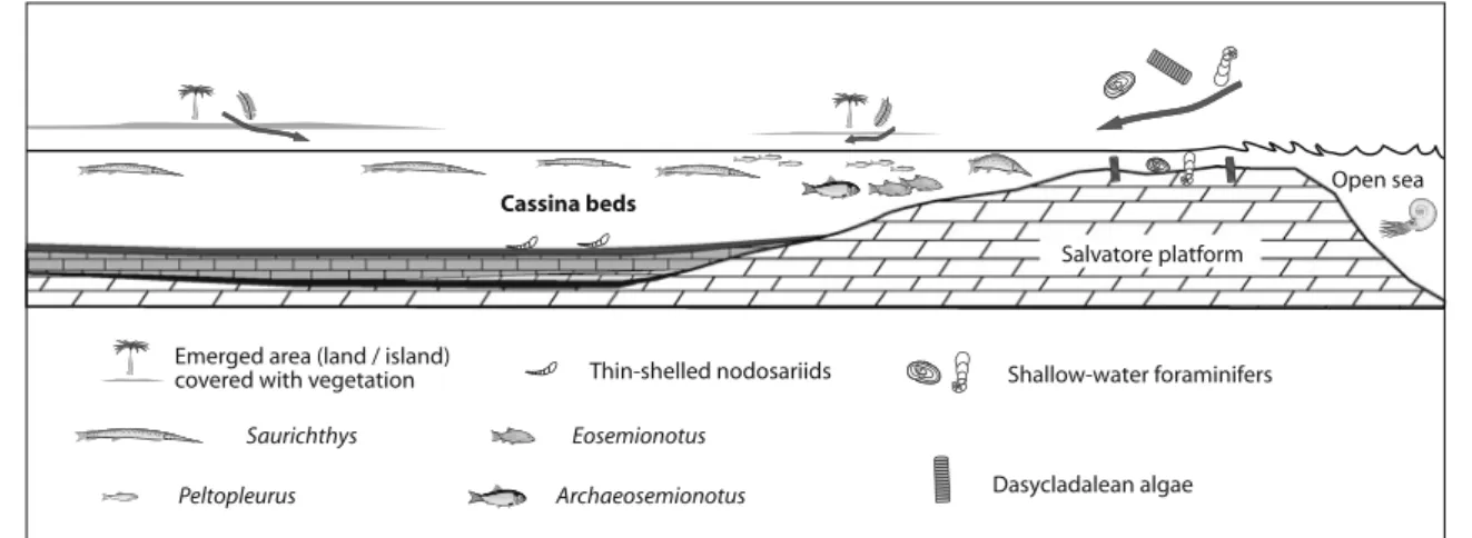 Fig. 10 Schematic palaeoenvironmental interpretation of the Cassina beds, deposited in a restricted basin with oxygen-depleted  bottom-waters and separated from the open ocean by the shallow-water Salvatore carbonate platform