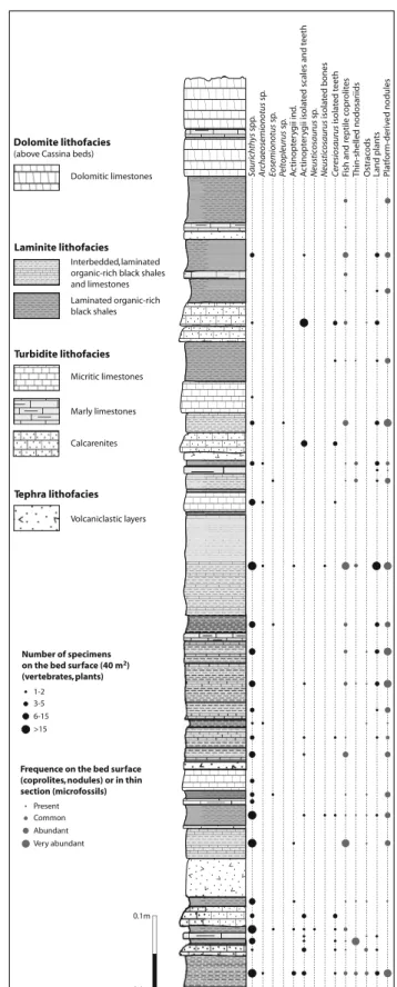 Fig. 3 Detailed sedimentological log of the investigated upper part of the Cassina beds with indication of the distribution and abundance of macro- and microfossils