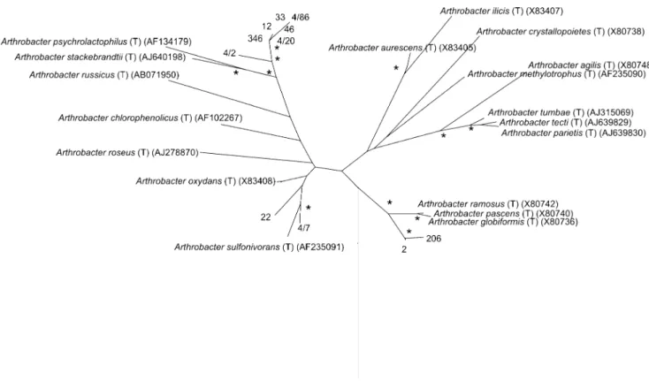 Figure 5 Phylogenetic position of 16S rRNA genes of isolates belonging to the Arthrobacter genus among the 16S rRNA genes of Arthrobacter type strains