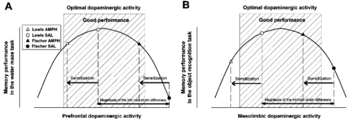 Fig. 9 Impact of the different between-subject factors on the prefrontal dopaminergic function and the consequent influence on working memory performance
