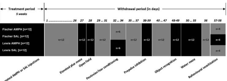 Fig. 1 Schematic illustration of the sequence of the behavioral tests performed. The behavioral test schedule, with exact withdrawal days and number of animals used per strain (Fischer and Lewis) and per pretreatment (amphetamine and saline)