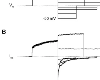 Figure 2A shows the voltage protocol applied andFig. 2B, the associated currents recorded