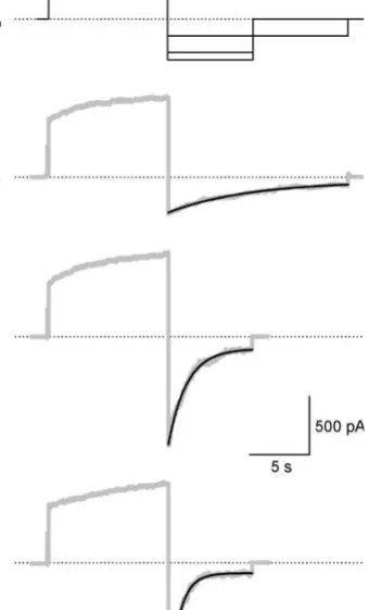 Fig. 5. Deactivation of hemichannel currents, I hc . (A) Biphasic pulse protocol with a constant pre-pulse followedby a test pulse of diﬀerent amplitude