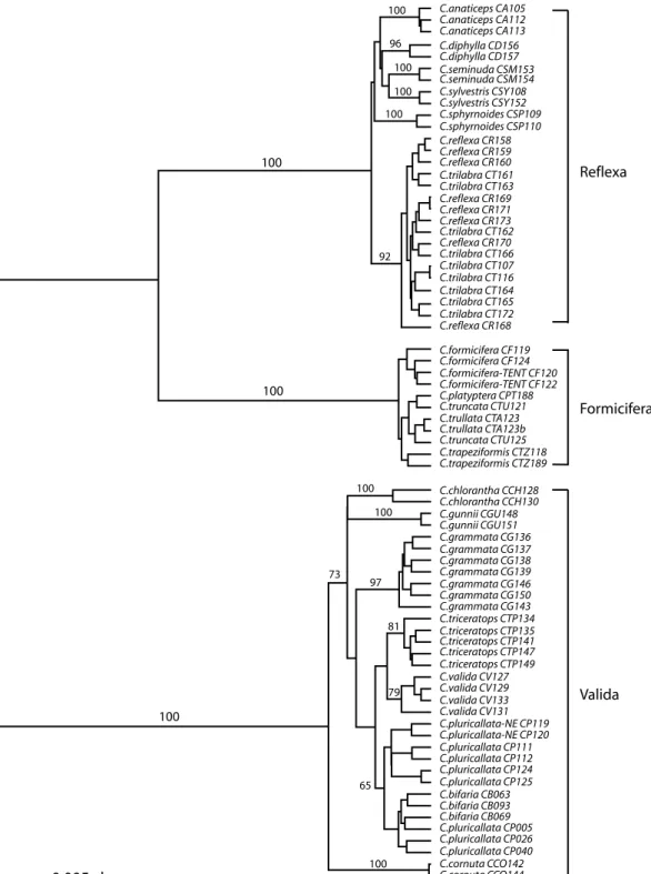 Fig. 1. UPGMA tree of Chiloglottis (72 samples, 251 AFLP bands, numbers on branches are bootstrap percentages)