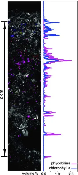 Figure 7. CSLM profile through outer part of dolomite rock with endolithic zone of phototrophic microorganisms and  quantifica-tion of the autofluorescence signals