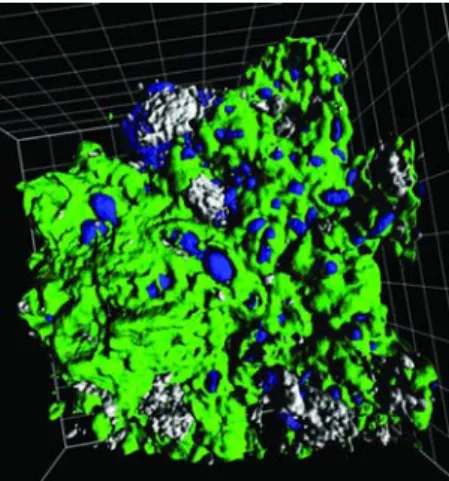 Figure 10. Three-channel isosurface presentation of an endolithic phototrophic microcolony with associated glycoconjugates