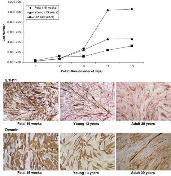 Fig. 1 Top. Cell growth of human skeletal muscle primary cells as a function of time for fetal, young and old starting with 260 cells/cm 2 for each sample