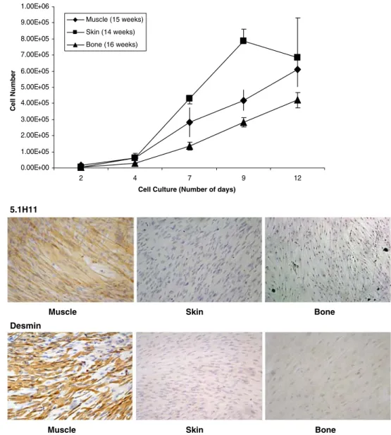 Fig. 2 Top. Cell growth of skeletal muscle, skin and bone human fetal primary cells as a function of time with 260 cells/