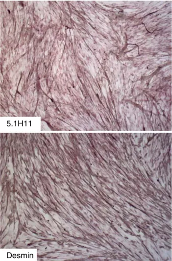 Fig. 3 5.1H11 and desmin immunohistochemical staining of fetal skeletal muscle primary cell culture after 5 years of cryopreservation.