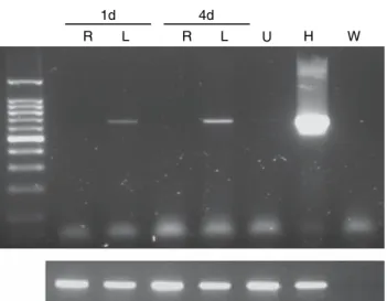 Fig. 8 With one organ donation of 1–2 cm 3 , it is possible to establish a fetal muscle cell bank that is potentially able to produce more than 1.5 · 10 12 cells for cellular therapy and tissue engineering H WURL1dRL4d