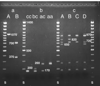 Fig. 1 Banding patterns observed in three PCR assays used for the identification of pure Populus nigra