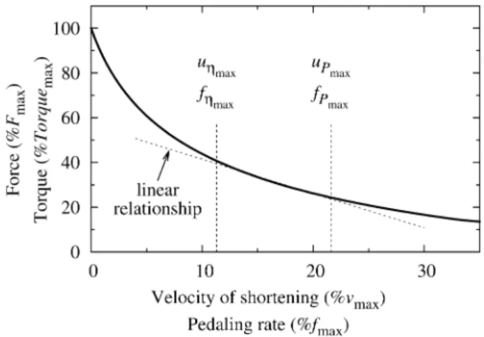 Fig. 8 Detail from the hyperbolic force–velocity realtionship (see Fig. 1) for mixed muscle with equal cross-sectional areas of both ﬁber types