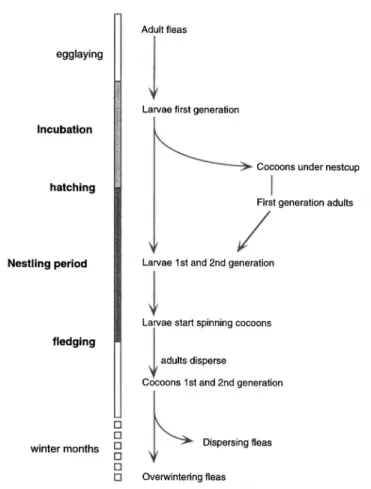 Fig. 6. The life cycle of C. gallinae in the nests of Parus caeruleus. Bird events during the nesting period are listed on the left-hand side of the graph; flea events, on the right-hand side