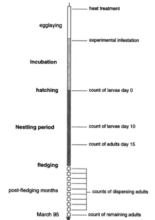 Fig. 1. Sequence of measurements made on the experimental flea populations (right-hand side of the graph) in blue tit nests