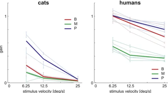 Figure 9 shows that the gain for each stimulus condition is smaller in cats than in humans