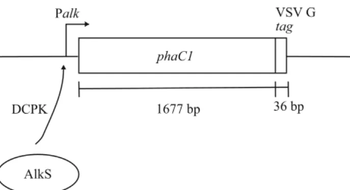 Fig. 1 phaC1 expression from plasmids pET702 (not to scale). The expression of phaC1 from the PalkB promoter is positively regulated by the AlkS polypeptide in the presence of an inducer such as DCPK