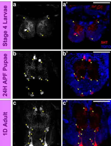 Fig. 8 Patterns of serotonergic innervations of the subesophageal ganglion in a developing A