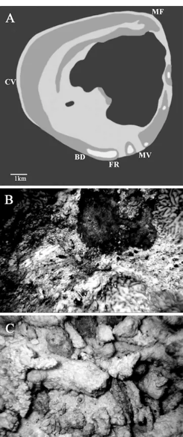 Fig. 1 A Location of the ﬁve survey sites around the Rasdhoo Atoll: Caves (CV), Fan Reef (FR), Madivaru (MV), Boduga (BD), and Miyaru Faru (MF)