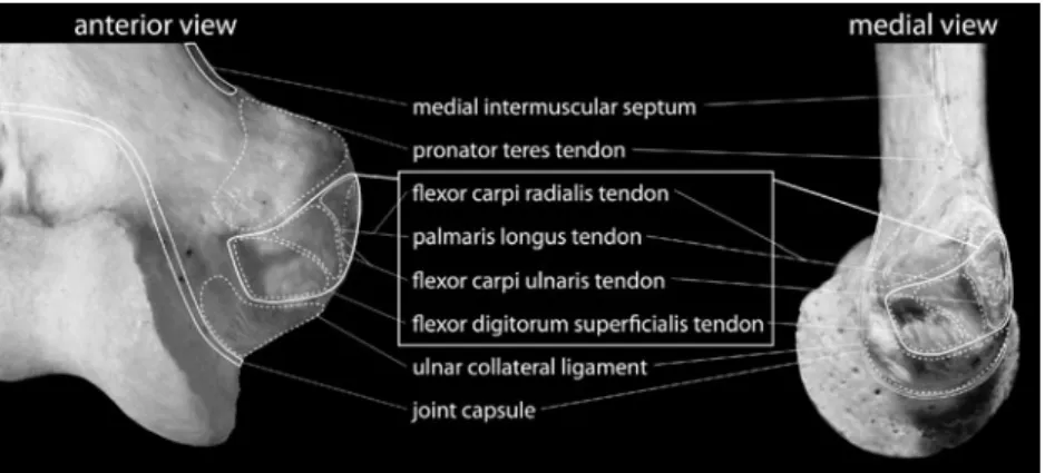 Fig. 2 Attachments in the distal medial aspect of the humerus.