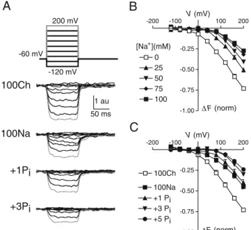 Fig. 7 VCF recordings from oocytes expressing AAD-IIc-437 and labeled with the fluorophore MTS-TAMRA