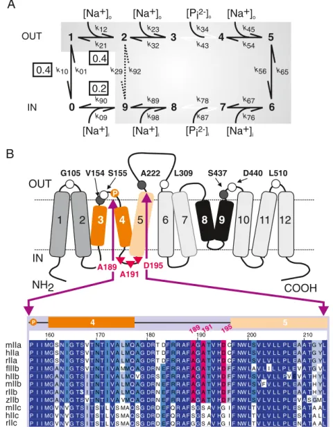 Fig. 1 SLC34 protein structure-function background. a A 10-state kinetic scheme for SLC34 proteins describes the electrogenic transport cycle.