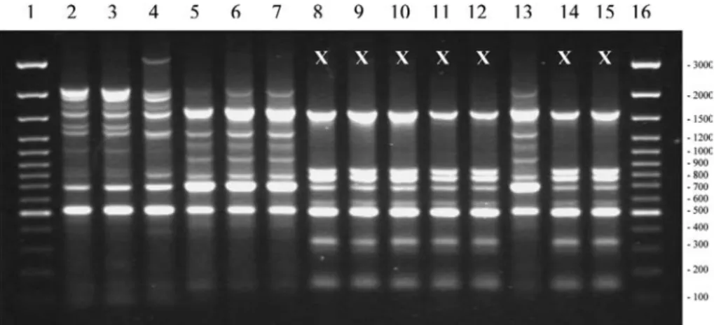 Figure 2. An example of Rep-PCR ﬁngerprints of Rhizoctonia isolates in India. Lanes 1 and 16 are 100-bp Ladders Plus (PeQLab).