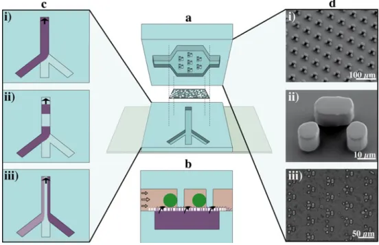 Fig. 1 Schemes (not to scale) and images of the microdevice. a Exploded view of the multilayer microfluidic device with the top and bottom channel and the intermediate porous membrane