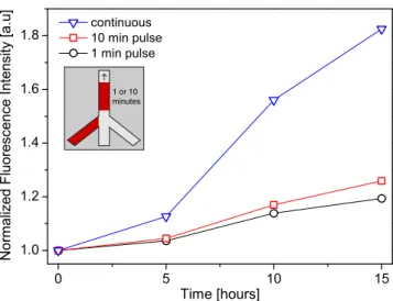 Fig. 4 Transient exposure of the cells to tetracycline. Single tetracy- tetracy-cline pulses of 1 min (circles) or 10 min (squares) were supplied to the cells