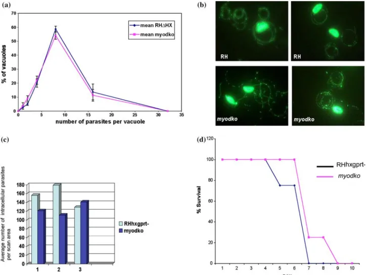 Fig. 3. (a) The absence of TgMyoD does not alter intracellular replication of the parasites
