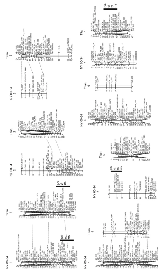 Fig. 2 Genetic linkage maps for  NY 00-34 and Titan red  rasp-berry. Linkage groups that could  be aligned with heterozygous  3:1 RAPDs and AFLPs are  indi-cated with connecting dotted  lines
