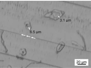 Fig. 1 Optical micrograph showing the pulp fibre cross sections and some tilted and longitudinal sections