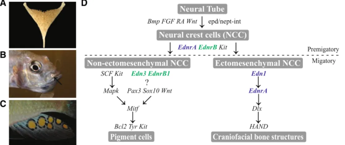 Fig. 1 Three putative key innovations and the genetic pathways involved in neural crest cell differentiation