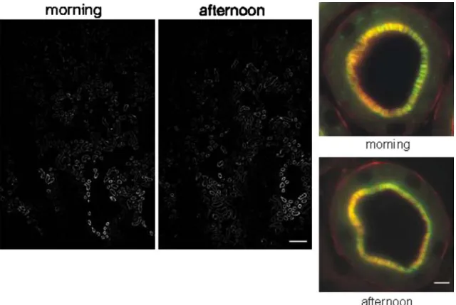 Fig. 3 Immunohistochemical analysis of NaPi-IIa protein expression in kidney slices. Rat kidneys were fixed by perfusion at 7:30 – 8 a.m