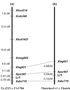 Figure 1 shows the resulting genetic map. The resistance gene in Tr.t. 213 was mapped between the RFLP markers ABC718 (0.78 cM, five recombinants) and PSR567 (0.47 cM, three recombinants).