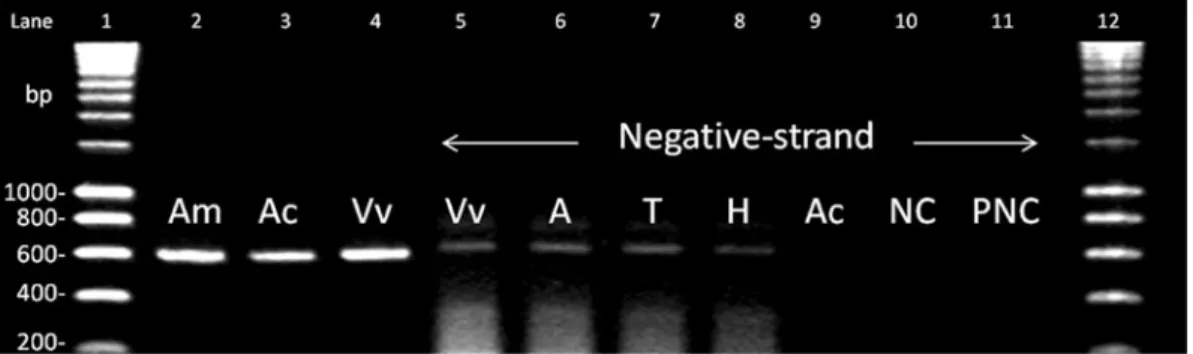 Figure 1. IAPV detection and negative-strand detection. Lanes 1 and 12: size scales; lanes 2 to 4: detection of IAPV in representative individuals of A