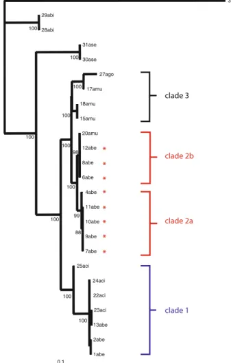 Fig. 5 Parsimony tree of sampled specimens from the A. ciliata complex based on cpDNA sequence data