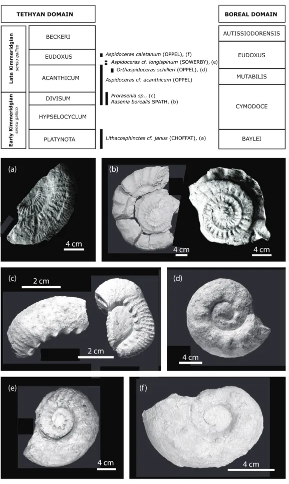 Fig. 11. Biostratigraphical frame based on ammonites. Zonation of the Kimmeridgian sensu gallico after Hantzpergue et al
