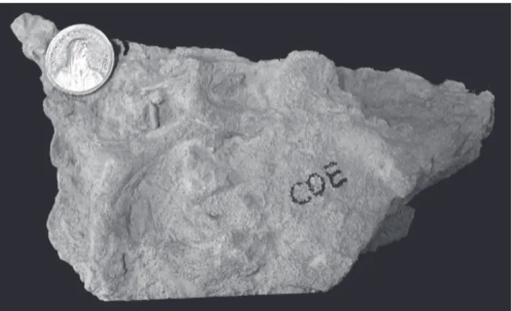 Fig. 7. Storm-lag deposit (intraclastic pack- to grainstone) with cast Thalassi- Thalassi-noides (bottom side, positive hypichnia) – Important marker bed (bed  COE-260, Coeuve; scale: ∆≈3 cm).
